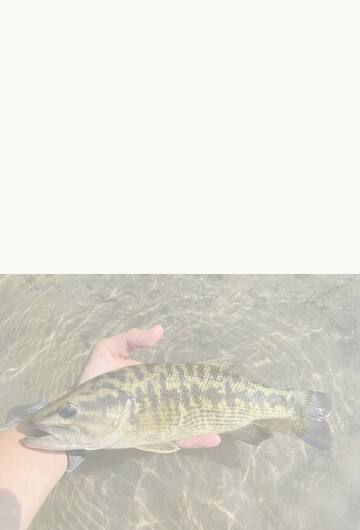 An evening fly-fishing session along the Guadalupe River in New Braunfels