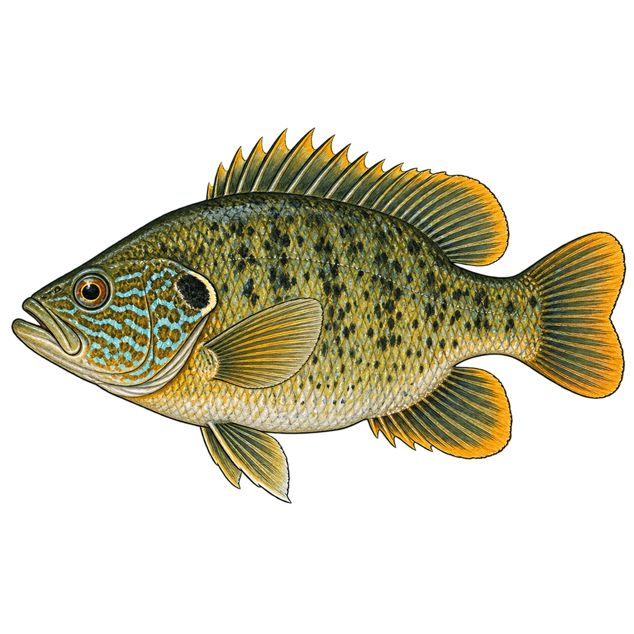 Green sunfish