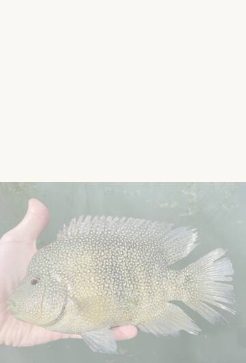 Fly Fishing for Texas Panfish: Small Water, Big Fun
